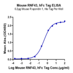 Mouse RNF43 Protein (RNF-MM234)