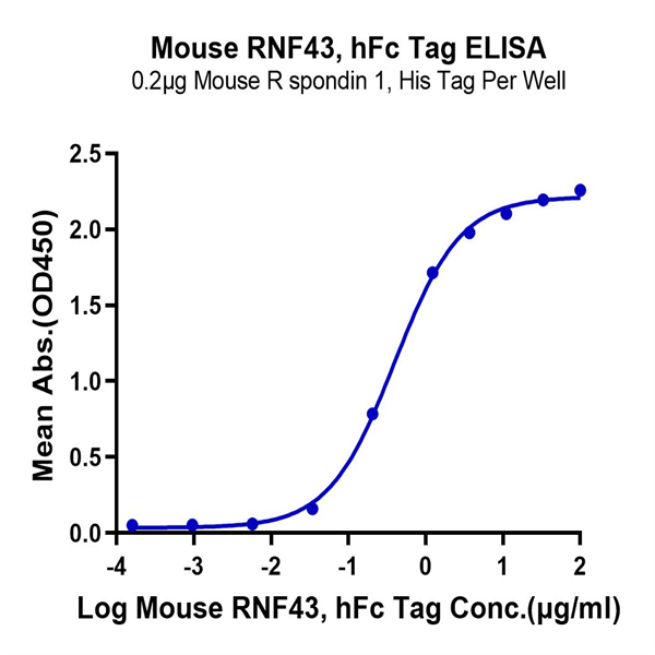 Mouse RNF43 Protein (RNF-MM234)