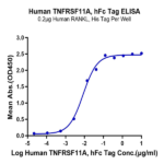 Human TNFRSF11A/Rank Protein (RNK-HM211)