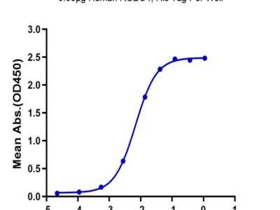 Human ROBO4 Protein (ROB-HM104)