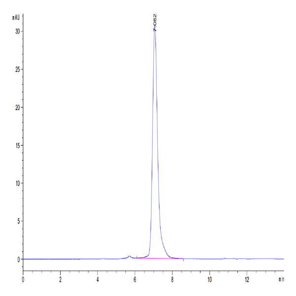 Human ROR2/NTRKR2 Protein (ROR-HM202)