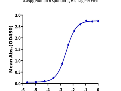 Human R spondin 1/RSPO1 Protein (RS1-HM101)