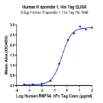 Human R spondin 1/RSPO1 Protein (RS1-HM101)
