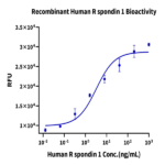 Human R spondin 1/RSPO1 Protein (RS1-HM101)