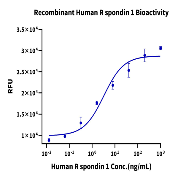 Human R spondin 1/RSPO1 Protein (RS1-HM101)