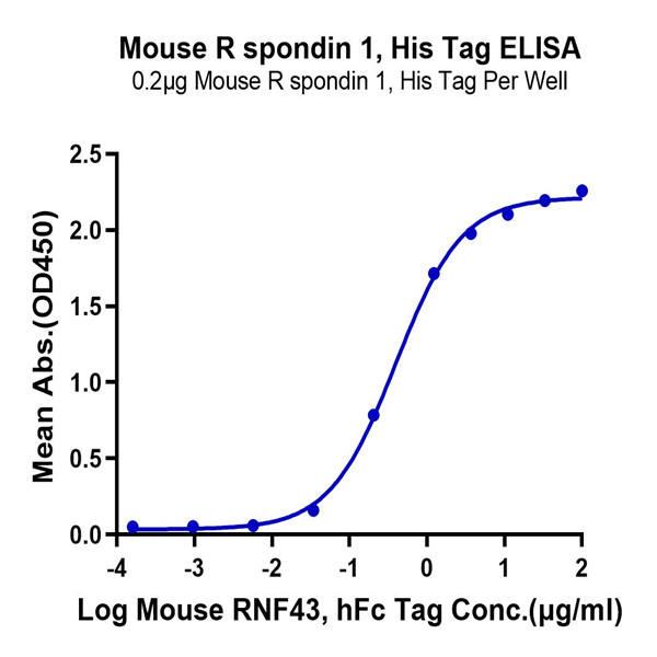 Mouse R spondin 1/RSPO1 Protein (RS1-MM101) Mouse R spondin 1/RSPO1 Protein (RS1-MM101)