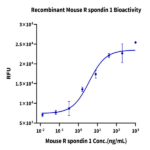 Mouse R spondin 1/RSPO1 Protein (RS1-MM101)