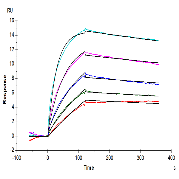 Human R spondin 3/RSPO3 Protein (RSP-HM103) Human R spondin 3/RSPO3 Protein (RSP-HM103)