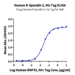 Human R spondin 3/RSPO3 Protein (RSP-HM103)