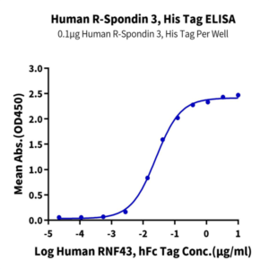 Human R spondin 3/RSPO3 Protein (RSP-HM103)