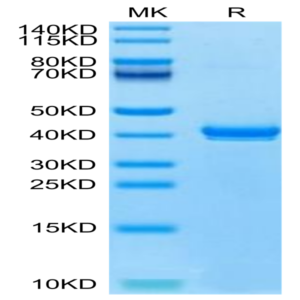 Canine S100B Protein (S10-DM20B)