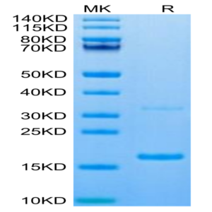 Canine S100A9/MRP14 Protein (SA9-DE101)