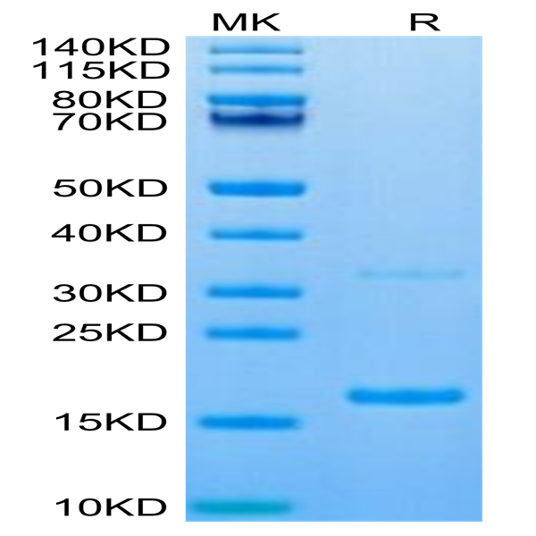 Canine S100A9/MRP14 Protein (SA9-DE101)