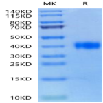 Biotinylated SARS Spike RBD Protein (SAR-VM4BDB)