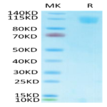 Biotinylated SARS Spike S1 Protein (SAR-VM4S1B)