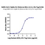 SARS-CoV-2 Spike S1 (Omicron BA.2.12.1) Protein , BA2-VM1S1