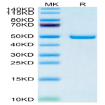 Human SECTM1 Protein (SEC-HM201)