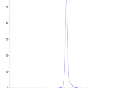 Human SELL/CD62L Protein (SEL-HM10L)