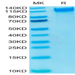 Biotinylated Human P-Selectin/CD62P Protein (SEL-HM40PB)