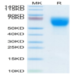 Mouse SELL/CD62L Protein (SEL-MM10L)