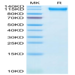 Cynomolgus Semaphorin 4D/SEMA4D/CD100 Protein (SEM-CM14D)