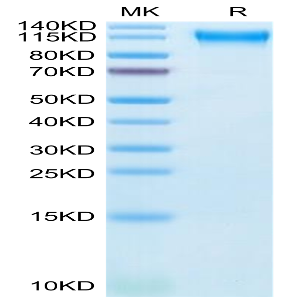 Cynomolgus Semaphorin 4D/SEMA4D/CD100 Protein (SEM-CM14D)