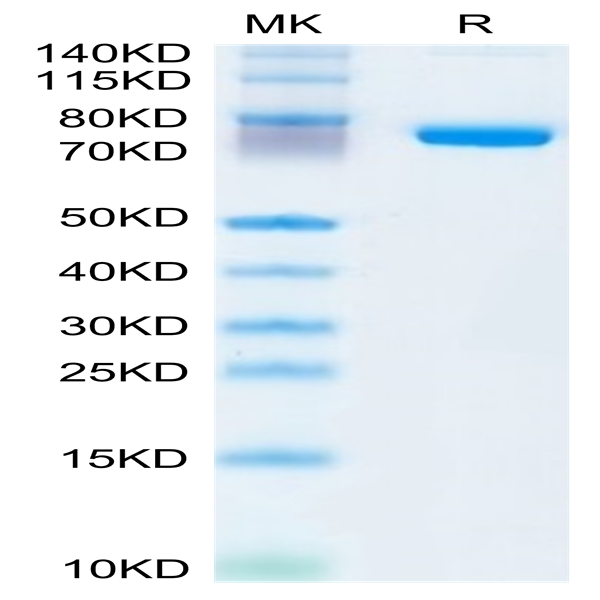 Human SEMA7A Protein (SEM-HM17A)