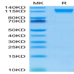 Biotinylated Human Semaphorin 4D/SEMA4D/CD100 Protein (SEM-HM44DB)