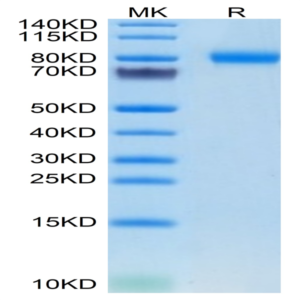 Mouse SEMA4B Protein (SEM-MM14B)