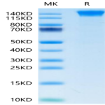 Human SEZ6 Protein (SEZ-HM106)