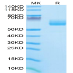 Mouse SG3/Secretogranin 3 Protein (SGS-MM101)