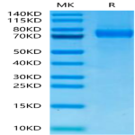 Biotinylated Cynomolgus Siglec-10 Protein (Primary Amine Labeling) (SIG-CM110B)