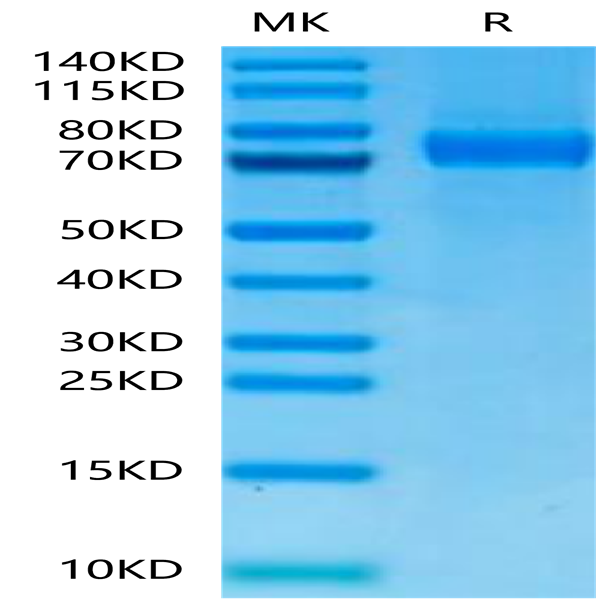 Cynomolgus Siglec-10 Protein (SIG-CM110)