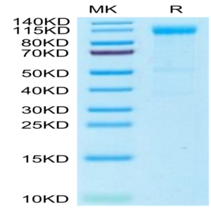 Rhesus macaque Siglec-2/CD22 Protein (SIG-CM122)