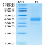 Biotinylated Cynomolgus Siglec-15/CD33L3 Protein (SIG-CM415B)