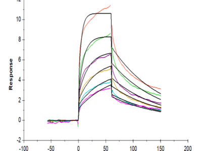 Human CD209/DC-SIGN Protein (SIG-HM101)