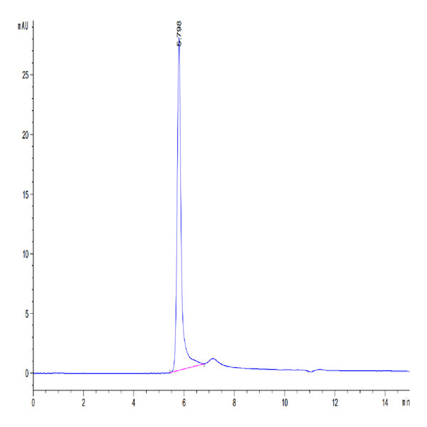 Human CD209/DC-SIGN Protein (SIG-HM101)