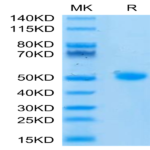 Human CD209/DC-SIGN Protein (SIG-HM101)