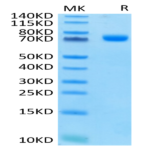 Human Siglec-3/CD33 Protein (SIG-HM203)