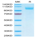 Biotinylated Human Siglec-5/CD170 Protein (Primary Amine Labeling) (SIG-HM205B)