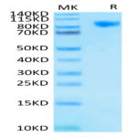 Human Siglec-9 Protein (SIG-HM219)