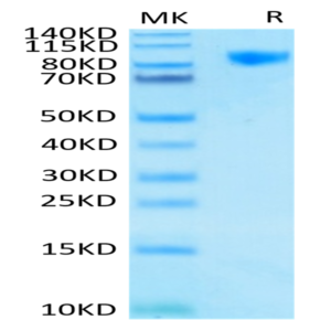 Human Siglec-9 Protein (SIG-HM219)