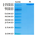 Human Siglec-2/CD22 Protein (SIG-HM222)