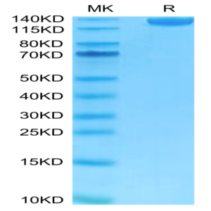 FITC-Labeled Human Siglec-2/CD22 Protein (SIG-HM222F)