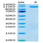 Human Siglec-4a/MAG Protein (SIG-HM24A)