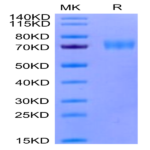Human Siglec-5/CD170 Protein (SIG-HM405)