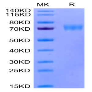 Human Siglec-5/CD170 Protein (SIG-HM405)