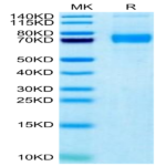 Biotinylated Human Siglec-5/CD170 Protein (SIG-HM405B)