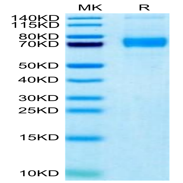 Biotinylated Human Siglec-5/CD170 Protein (SIG-HM405B)