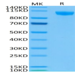 Biotinylated Human Siglec-2/CD22 Protein (SIG-HM412B)
